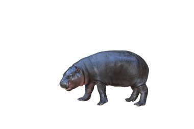 Pigme su aygırı, kırpma yolu ile beyaz arkaplanda izole edildi. Bu su aygırının adı Moo Deng..