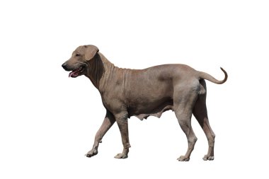 Dişi köpek kırpma yolu ile beyaz arkaplanda izole edildi.