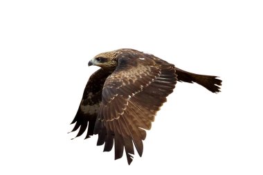 Yırtıcı kuş, siyah uçurtma, beyaz arka planda, kırpma yolu ile izole edilmiş..