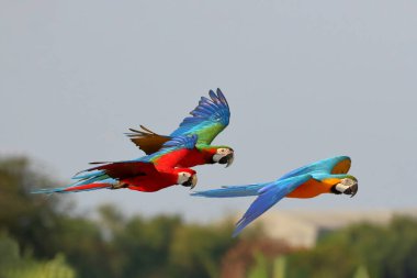 Renkli papağanlar sabah gökyüzünde özgürce uçuyor..