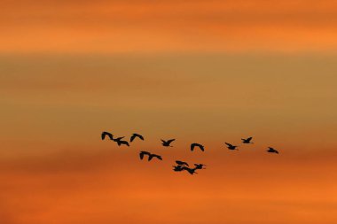 Gün batımında yuvalarına uçan bir kuş sürüsünün silueti.
