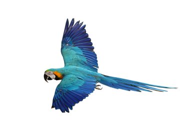 Renkli uçan mavi ve altın renkli papağan beyaz arka planda izole edilmiş.