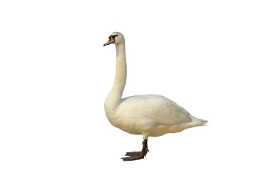 Cygnus columbianus kırpma yolu ile beyaz arkaplan izole.