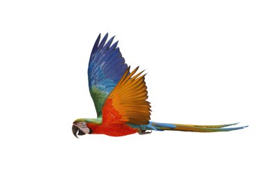 Renkli uçan Palyaço Macaw papağanı kırpma yolu ile beyaz arkaplanda izole edildi.