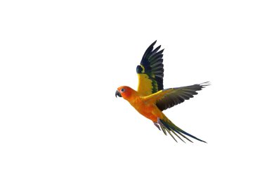 Renkli uçan Güneş Conure papağanı kırpma yolu ile beyaz arkaplanda izole edildi.
