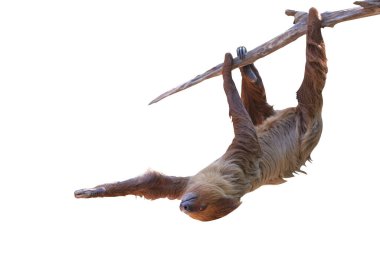 Beyaz arka planda kırpma yolu ile izole edilmiş ağaç dalında asılı sevimli iki parmaklı tembel hayvan..
