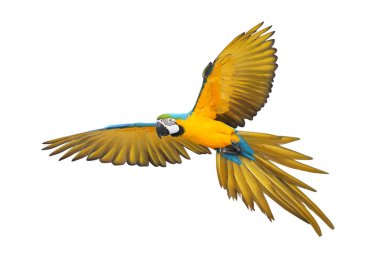 Renkli uçan Mavi ve Altın makav papağanı kırpma yolu ile beyaz arka planda izole.