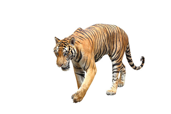 Тигр изолирован на белом фоне с вырезанием пути
.