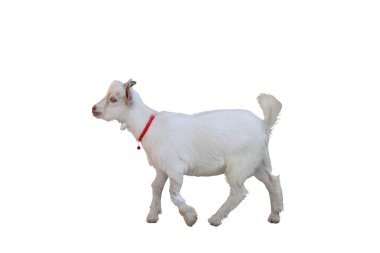 Kırık bacaklı pigme keçi kesme yolu ile beyaz arka planda izole.