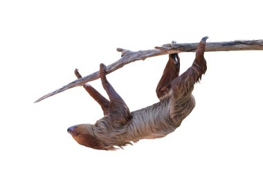 Beyaz arka planda kırpma yolu ile izole edilmiş ağaç dalında asılı sevimli iki parmaklı tembel hayvan..