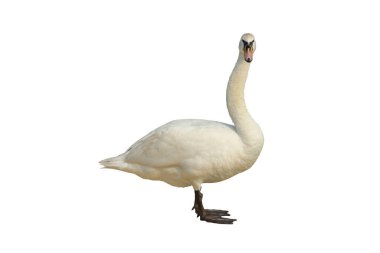 Cygnus columbianus kırpma yolu ile beyaz arkaplan izole.
