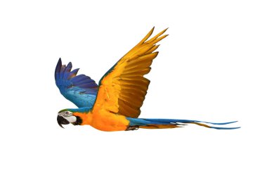 Renkli uçan Mavi ve Altın makav papağanı kırpma yolu ile beyaz arka planda izole.