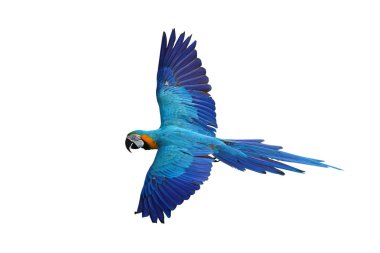 Renkli uçan Mavi ve Altın makav papağanı kırpma yolu ile beyaz arka planda izole.