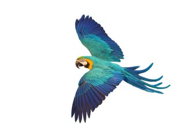Renkli uçan Mavi ve Altın makav papağanı kırpma yolu ile beyaz arka planda izole.