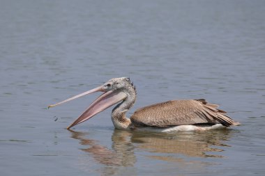 Benekli Pelikan bataklıkta yüzüyor yiyecek balık arıyor..