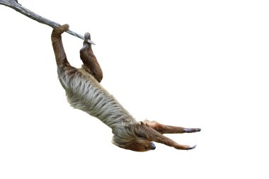 Beyaz arka planda kırpma yolu ile izole edilmiş ağaç dalında asılı sevimli iki parmaklı tembel hayvan..