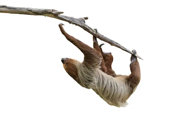 Beyaz arka planda kırpma yolu ile izole edilmiş ağaç dalında asılı sevimli iki parmaklı tembel hayvan..