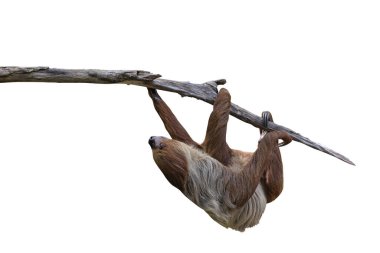 Beyaz arka planda kırpma yolu ile izole edilmiş ağaç dalında asılı sevimli iki parmaklı tembel hayvan..