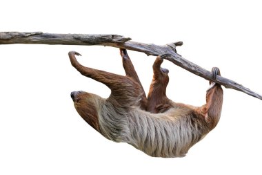 Beyaz arka planda kırpma yolu ile izole edilmiş ağaç dalında asılı sevimli iki parmaklı tembel hayvan..
