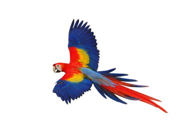 Renkli uçan Kırmızı Macaw papağanı kırpma yolu ile beyaz arkaplanda izole edildi.
