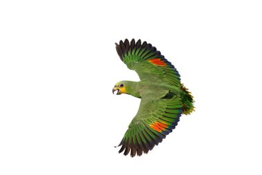 Güzel uçan turuncu kanatlı Amazon papağanı kırpma yolu olan beyaz arka planda izole edilmiş..