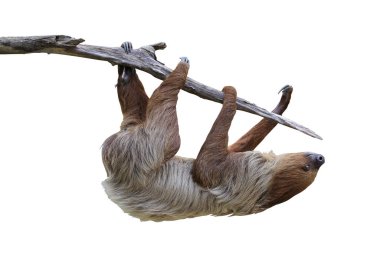 Beyaz arka planda kırpma yolu ile izole edilmiş ağaç dalında asılı sevimli iki parmaklı tembel hayvan..