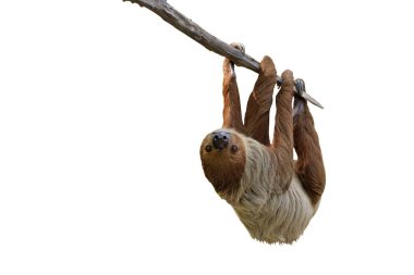 Beyaz arka planda kırpma yolu ile izole edilmiş ağaç dalında asılı sevimli iki parmaklı tembel hayvan..