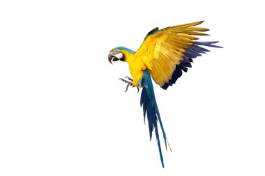 Renkli uçan Mavi ve Altın makav papağanı kırpma yolu ile beyaz arka planda izole.