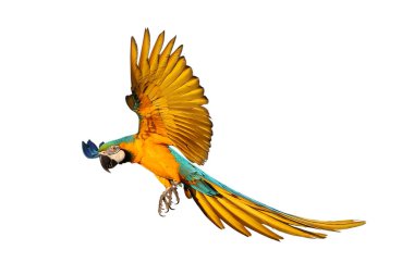 Renkli uçan Mavi ve Altın makav papağanı kırpma yolu ile beyaz arka planda izole.