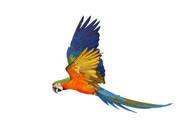 Renkli uçan Catalina Macaw papağanı kırpma yolu ile beyaz arka planda izole edildi.