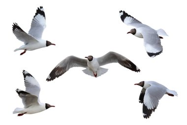 Beş martıdan oluşan kolaj beyaz arka planda izole bir şekilde uçuyor. Bir üreme mevsiminde kahverengi başlı martı.