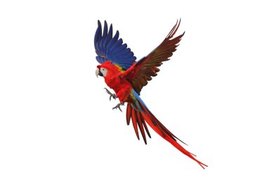 Renkli uçan Kırmızı Macaw papağanı kırpma yolu ile beyaz arkaplanda izole edildi.