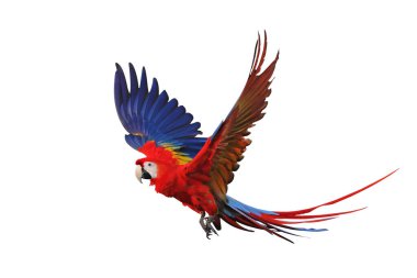 Renkli uçan Kırmızı Macaw papağanı kırpma yolu ile beyaz arkaplanda izole edildi.