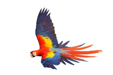 Renkli uçan Kırmızı Macaw papağanı kırpma yolu ile beyaz arkaplanda izole edildi.