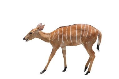 Nyala kırpma yolu ile beyaz arkaplanda izole.