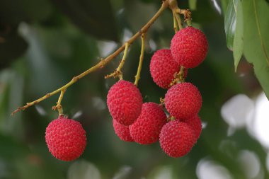Bahçedeki licheler olgunlaşmış ve pazarda satılmaya hazır..