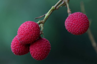 Bahçedeki licheler olgunlaşmış ve pazarda satılmaya hazır..
