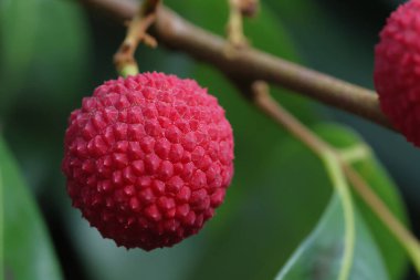 Bahçedeki licheler olgunlaşmış ve pazarda satılmaya hazır..