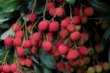 Bahçedeki licheler olgunlaşmış ve pazarda satılmaya hazır..