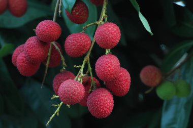 Bahçedeki licheler olgunlaşmış ve pazarda satılmaya hazır..