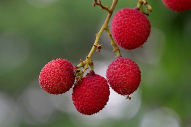 Bahçedeki licheler olgunlaşmış ve pazarda satılmaya hazır..