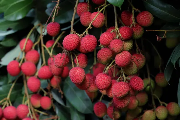 Bahçedeki licheler olgunlaşmış ve pazarda satılmaya hazır..