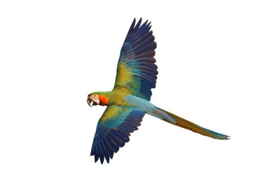 Renkli uçan Catalina Macaw papağanı kırpma yolu ile beyaz arka planda izole edildi.