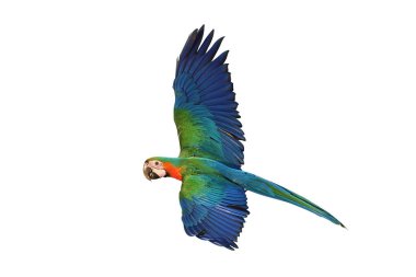 Renkli uçan Catalina Macaw papağanı kırpma yolu ile beyaz arka planda izole edildi.