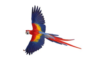 Renkli uçan Kırmızı Macaw papağanı kırpma yolu ile beyaz arkaplanda izole edildi.