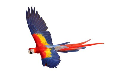 Renkli uçan Kırmızı Macaw papağanı kırpma yolu ile beyaz arkaplanda izole edildi.