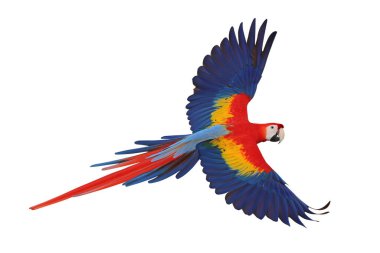 Renkli uçan Kırmızı Macaw papağanı kırpma yolu ile beyaz arkaplanda izole edildi.