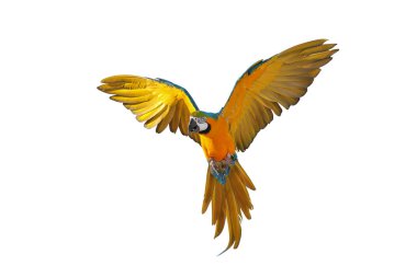 Renkli uçan Mavi ve Altın makav papağanı kırpma yolu ile beyaz arka planda izole.