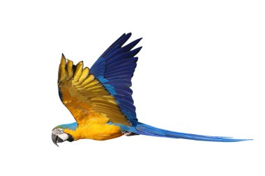 Renkli uçan Mavi ve Altın makav papağanı kırpma yolu ile beyaz arka planda izole.