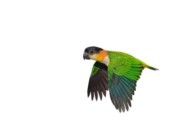 Renkli uçan Siyah Saçlı Caique papağanı kırpma yolu ile beyaz arka planda izole edildi.